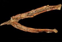 Research: Most complete North American enantiornithine fossil was aerodynamic equal of modern birds —