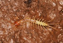 Research: The first cave-dwelling centipede from southern China —