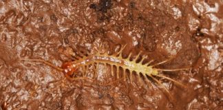 Research: The first cave-dwelling centipede from southern China —