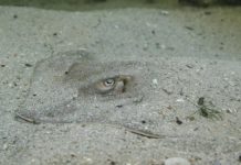 Research: Study first to measure physiological effects of crude oil on marine animals’ olfactory system —