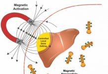 Research: Experimental herapy could repair mutations that cause genetic diseases —