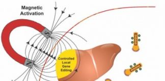 Research: Experimental herapy could repair mutations that cause genetic diseases —