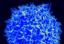 Tech: Scientists watch the ‘swirling and spinning’ of therapeutic nanoparticles to better understand their cellular binding — (Report)