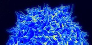 Tech: Scientists watch the ‘swirling and spinning’ of therapeutic nanoparticles to better understand their cellular binding — (Report)