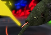 Research: Electrolocation by weakly electric fish shows astonishing similarities to vision —