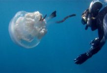 Research: ‘Rare’ jellyfish not so rare —