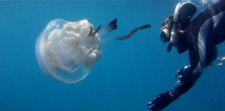 Research: ‘Rare’ jellyfish not so rare —
