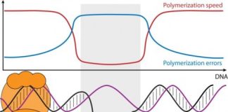 Study: DNA structure impacts rate and accuracy of DNA synthesis — (Details)