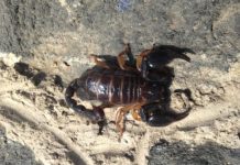 Research: Venom shape untangles scorpion family tree —