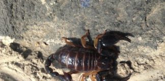 Research: Venom shape untangles scorpion family tree —