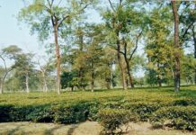 Research: A solution to soluble phosphorus? Past applications of phosphorus fertilizers affect availability to crops —