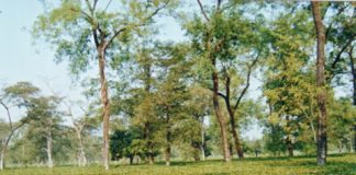 Research: A solution to soluble phosphorus? Past applications of phosphorus fertilizers affect availability to crops —