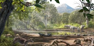 Research: Deep-time evolution of animal life on islands —