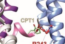 Offbeat: Analysis of leaf extract reveals novel chemistry for therapeutic ion channel activation —