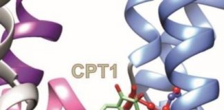Offbeat: Analysis of leaf extract reveals novel chemistry for therapeutic ion channel activation —