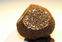 Research: Insights from a comparative analysis of five truffle-forming fungal species —