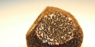 Research: Insights from a comparative analysis of five truffle-forming fungal species —