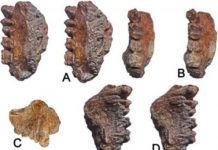 Research: Discovery extends the range of ancient apes in the subcontinent —