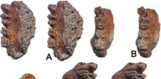 Research: Discovery extends the range of ancient apes in the subcontinent —