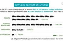 Offbeat: US forests, wetlands, and agricultural lands could absorb a fifth of greenhouse gas pollution — equivalent to emissions from all US vehicles —