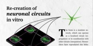Research: Precision neuroengineering enables reproduction of complex brain-like functions in vitro —