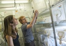 Research: Mosquito genome opens new avenues for reducing insect-borne disease —