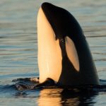 Study: Complex social interactions may require certain personality traits — (Details)