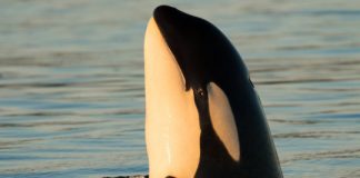 Study: Complex social interactions may require certain personality traits — (Details)