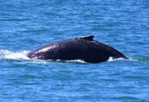 Research: Experts predict that sightings of this species could increase in the Mediterranean in the coming years —