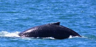 Research: Experts predict that sightings of this species could increase in the Mediterranean in the coming years —