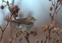 Research: Songbirds set long-distance migration record —