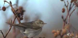 Research: Songbirds set long-distance migration record —