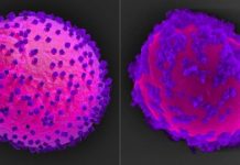 Research: Solar panels for yeast cell biofactories —