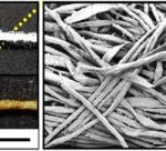 Study: Cotton-based hybrid biofuel cell could power implantable medical devices — (Details)