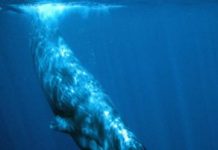 Research: Whales, dolphins, and porpoises have all evolved to use similar narrow beams of high intensity sound to echolocate prey —