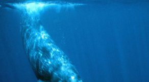 Research: Whales, dolphins, and porpoises have all evolved to use similar narrow beams of high intensity sound to echolocate prey —