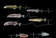 Research: How electric fish got their big brains —