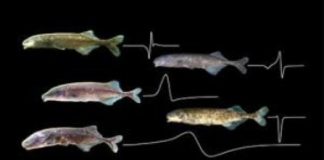 Research: How electric fish got their big brains —