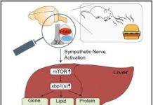 Research: Seeing and smelling food prepares the mouse liver for digestion —