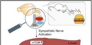 Research: Seeing and smelling food prepares the mouse liver for digestion —