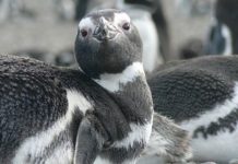 Research: It hasn’t been clear why certain animal populations are taking a hit, until now —