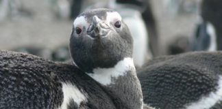 Research: It hasn’t been clear why certain animal populations are taking a hit, until now —