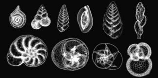 Research: Climate, life and the movement of continents: New connections —