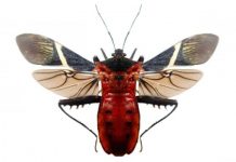 Research: Drop your weapons! Autotomy, the shedding of a body part, reveals the hidden cost of conflict —