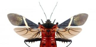 Research: Drop your weapons! Autotomy, the shedding of a body part, reveals the hidden cost of conflict —