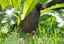 Research: Establishment of the immortalized cell line derived from Okinawa rail (endangered species) —