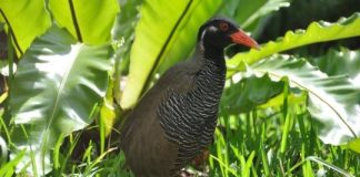 Research: Establishment of the immortalized cell line derived from Okinawa rail (endangered species) —