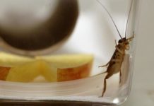 Research: Human pharmaceuticals change cricket personality —