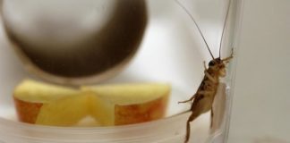 Research: Human pharmaceuticals change cricket personality —