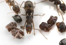 Research: Predatory behavior of Florida’s skull-collecting ant —